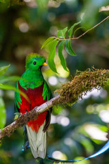 Quetzal in Costa Rica - Pharomachrus mocinno