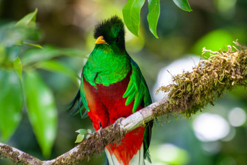 Obraz premium Quetzal in Costa Rica - Pharomachrus mocinno