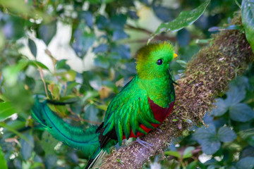 Quetzal in Costa Rica - Pharomachrus mocinno