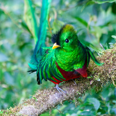 Quetzal in Costa Rica - Pharomachrus mocinno