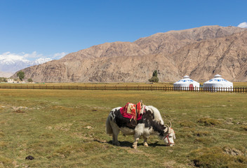 Tashkurgan, China - located 3.500m above the sea level, and last city before the border with Pakistan, Tashkurgan's economy still relies a lot on animal products, like milk, fur, meat. Here a yak