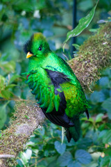 Quetzal in Costa Rica - Pharomachrus mocinno