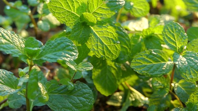 Mint. Fresh mint leaf background closeup. Growing organic mint close up.