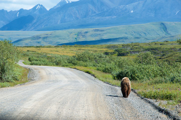 Denali national Park,