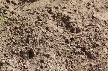 Excavated land at the cottage