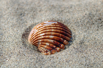 shell on the beach