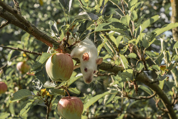White rat climbs a tree branch. Rat on the apple tree.