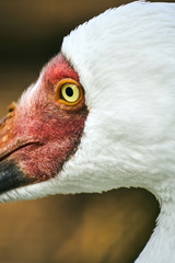 ニホンコウノトリ