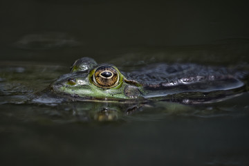 Closeup of a frog at the garden pond in summer in the sunlight