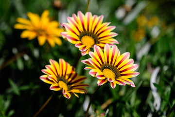 Group of yellow and orange gazania flowers and green leaves in soft focus, in a garden in a sunny summer day