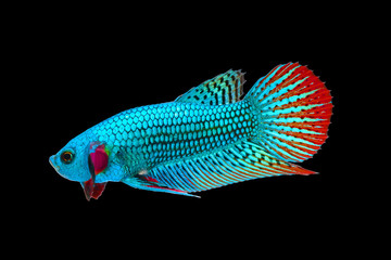 Wild etta fish, Siamese fighting fish, Pla-kad (Biting fish) isolated on black background. File contains a clipping path.