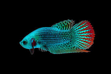 Wild etta fish, Siamese fighting fish, Pla-kad (Biting fish) isolated on black background. File contains a clipping path.