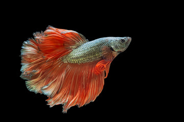 Glod and orange tail etta fish,Siamese fighting fish,siamese fighting fish betta splendens (Halfmoon betta,Betta splendens Pla-kad ( biting fish) isolated on black background.