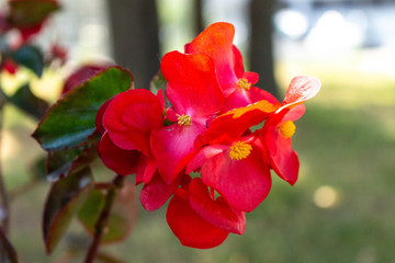 Red flowers on a background of green garden. Tuberous begonia