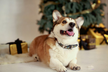 Red and white Welsh Corgi Cardigan against the backdrop of Christmas decorations
