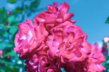 Pink flowers on a background of blue sky with clouds. Rose floribunda