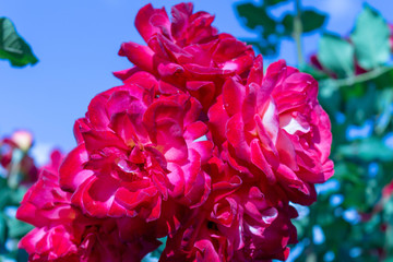 Pink flowers on a background of blue sky with clouds. Rose floribunda