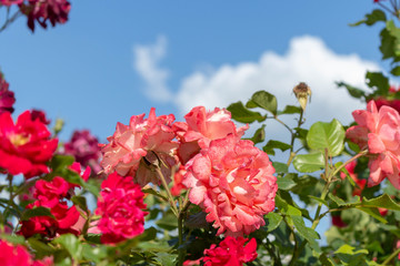 Pink flowers on a background of blue sky with clouds. Rose floribunda