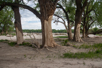 trees with flood damage 