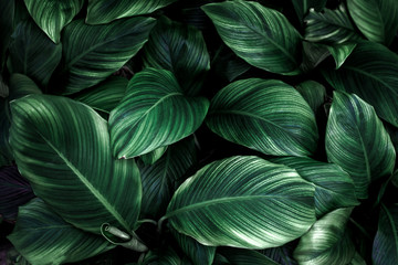 Plakaty  liście Spathiphyllum cannifolium, abstrakcyjna zielona tekstura, tło przyrody, tropikalny liść
