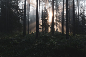 Forest landscape with sun rays.