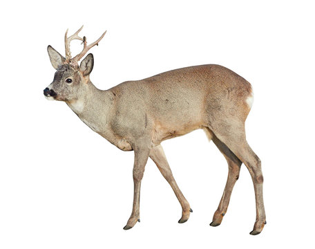 Male of Roe deer (Capreolus capreolus), isolated on white background