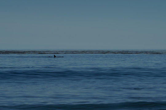 Killer Whale (Orcinus Orca) Hunting Elephant Seals Off The Coast Of Sea Lion Island In The Falkland Islands.