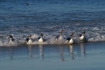 Gentoo Penguins (Pygoscelis papua) coming ashore after feeding at sea on Sea Lion Island in the Falkland Islands.