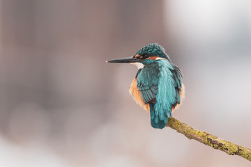 Kingifisher bird on branch