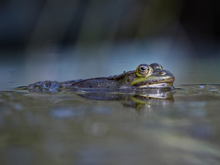 Closeup of a frog at the garden pond in summer in the sunlight