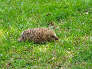 Hedgehog ( Erinaceidae ) wandering on the ground