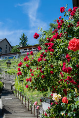 Big bloomig Bush of Roses near Outdoor Stairs, Vevey Switzerland