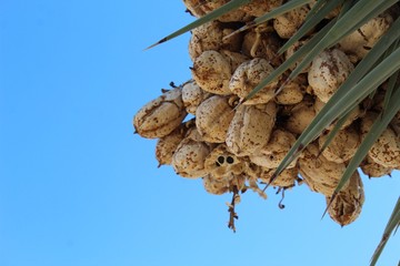 Until disseminated by small animals or windy gusts, seeds of the Joshua Tree, Yucca Brevifolia, are stored in fruits, here, in the Southern Mojave Desert section of their namesake National Park.