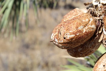 Until disseminated by small animals or windy gusts, seeds of the Joshua Tree, Yucca Brevifolia, are stored in fruits, here, in the Southern Mojave Desert section of their namesake National Park.