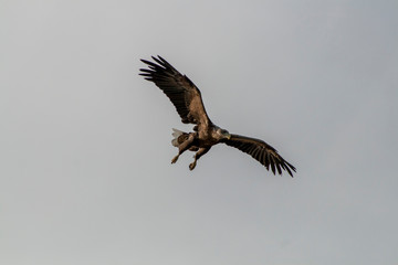 Seeadler auf den Lofoten