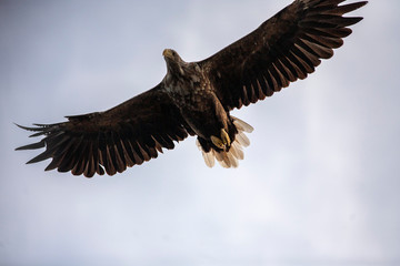Seeadler auf den Lofoten