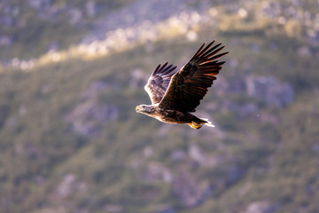 Seeadler auf den Lofoten