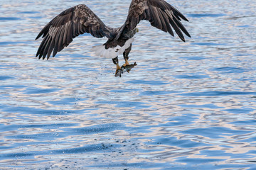 Seeadler fischt auf den Lofoten