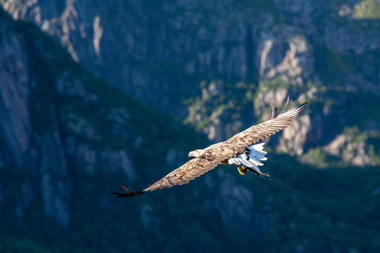 Seeadler auf den Lofoten