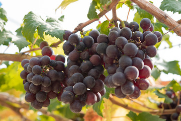 Fresh purple red grapes fruit plant in the garden.