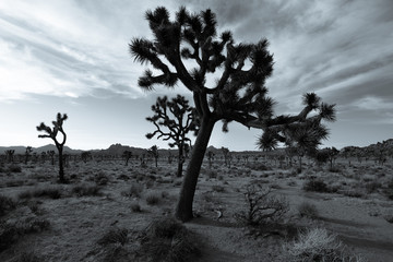 Joshua Tree National Park bw
