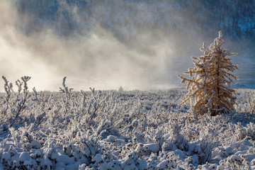 A snowy yellow larch tree among bushes with fog in the morning