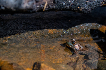 Green frog partially submerged in rocky pond on lake edge in Canada