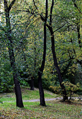 Fototapeta premium tree in the park