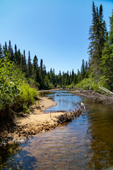 Fototapeta na wymiar Creek through green Canadian forest with blue sky