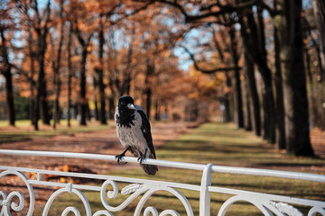 Tsarskoye Selo, St Petersburg, Russia - Crow sitting on a bench in an autumn park on a sunny afternoon in autumn