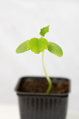 Young Cucumber plant (Cucumis sativus) growing in a pot