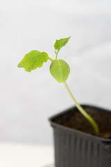 Young Cucumber plant (Cucumis sativus) growing in a pot