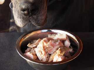 Slices of beef tripe in a bowl and the nose of a dog that looks at the food with appetite, on a dark background. Natural and proper protein nutrition for pets closeup.