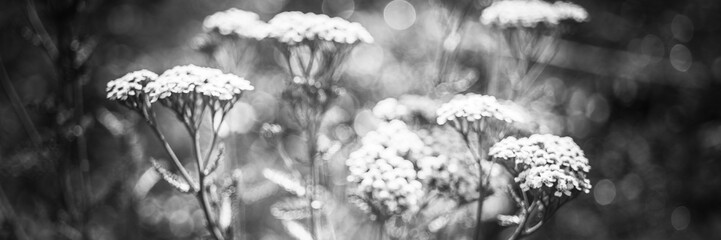 Yarrow with white flowers grow in the garden, blurred bw photo. © Omega